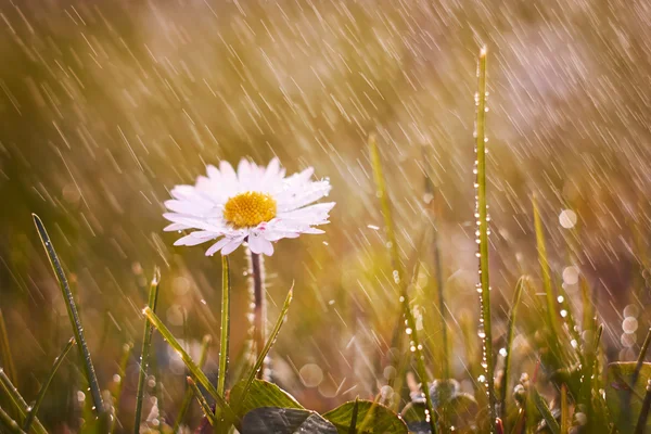 Frühlingsblumen — Stockfoto