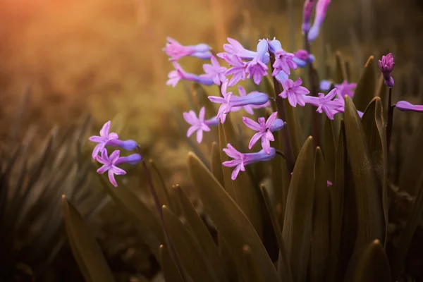 Flores — Foto de Stock