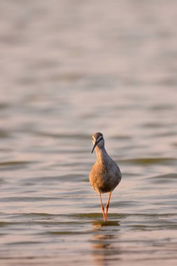 Benekli redshank - tringa erythropus