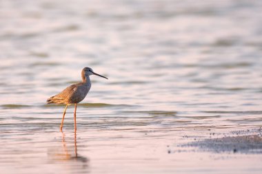Benekli redshank - tringa erythropus