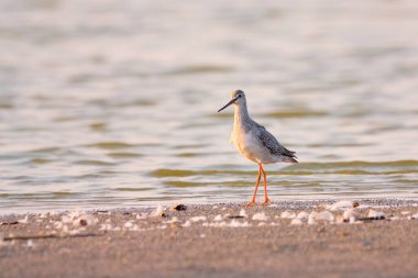 Benekli redshank - tringa erythropus
