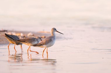 Benekli redshank - tringa erythropus