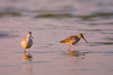 Benekli redshank - tringa erythropus