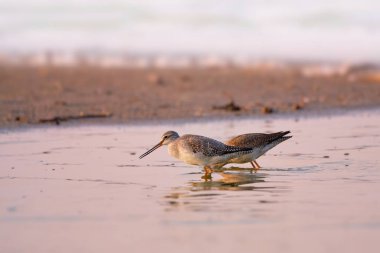 Benekli redshank - tringa erythropus
