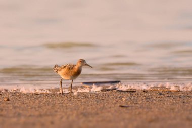 Juvenile Ruff - Kalidris pugnax Kıyıda