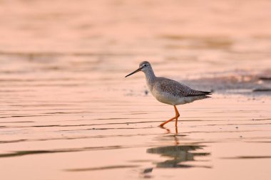 Benekli redshank - tringa erythropus