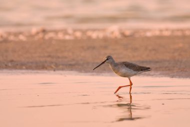 Benekli redshank - tringa erythropus