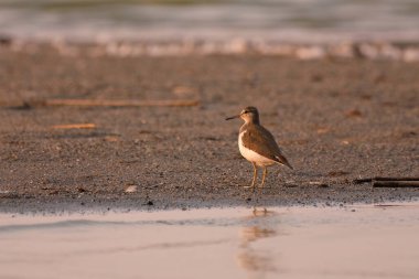 Ortak Sandpiper - Actitis hypoleucos sahilde