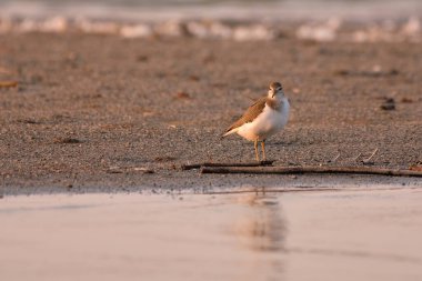 Ortak Sandpiper - Actitis hypoleucos sahilde
