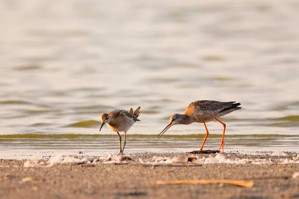 Ruff ve Benekli Redshank sahilde