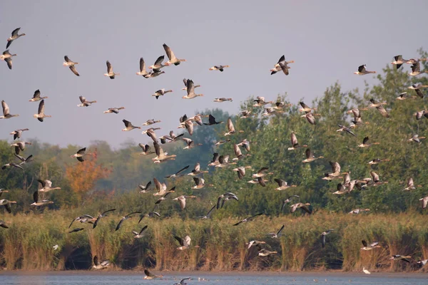 Flock Greylag Goose Flying Lake — Stock Photo, Image