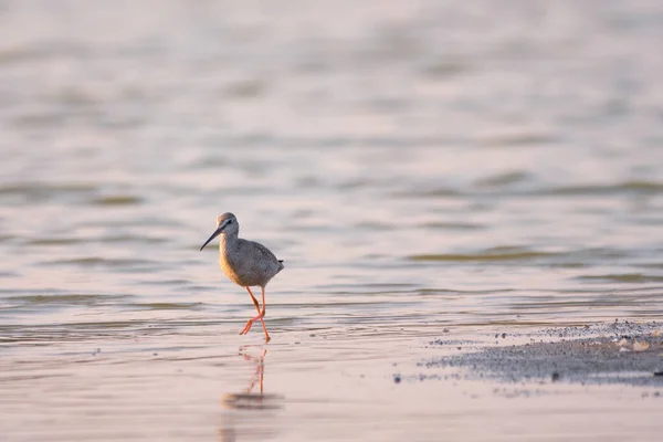 Manchado Redshank Tringa Erythropus — Fotografia de Stock