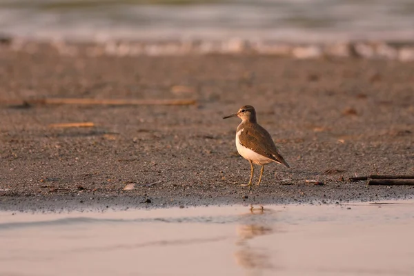 Bécasseau Commun Actitis Hypoleucos Sur Rivage — Photo