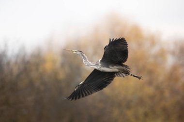 Gölün üzerinde uçan gri balıkçıl