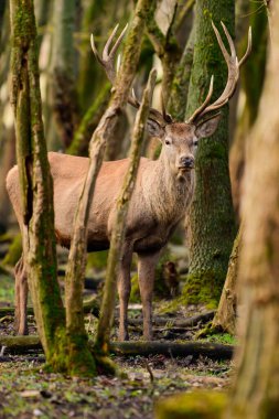 Red Deer Cervus elaphus buck in the forest