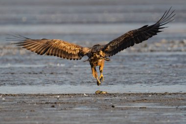 White-tailed eagle flying over the lake