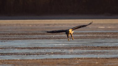 White-tailed eagle flying over the lake