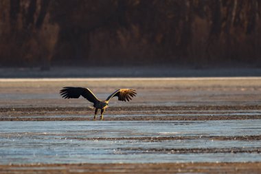 White-tailed eagle flying over the lake