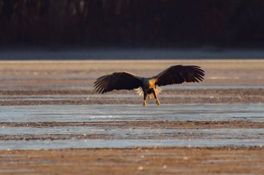 White-tailed eagle flying over the lake