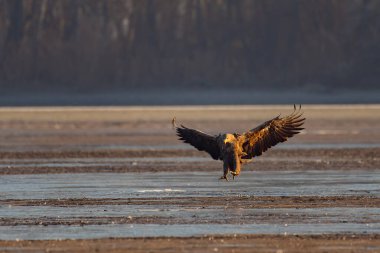 White-tailed eagle flying over the lake