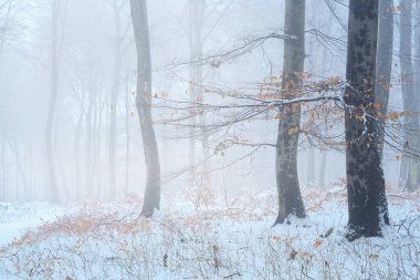 Landscape photo of a Winter snowy forest