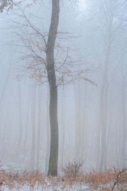 Landscape photo of a Winter snowy forest