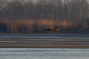 White-tailed eagle flying over the lake