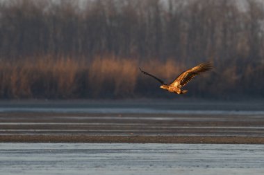 White-tailed eagle flying over the lake