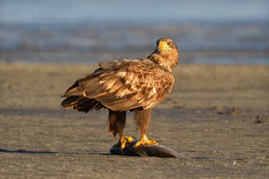 White-tailed eagle in winter lake