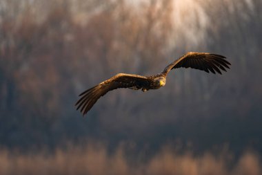 White-tailed eagle flying over the lake