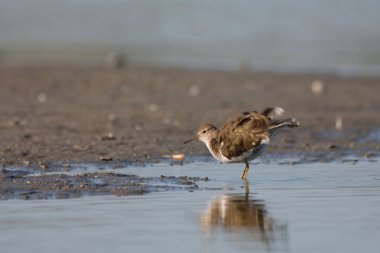 Common sandpiper - Actitis hypoleucos small shorebird