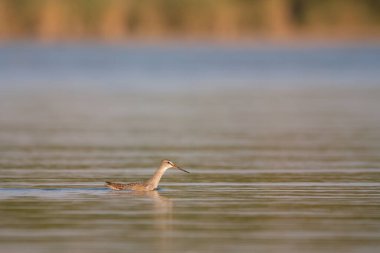 Spotted redshank - Tringa erythropus shorebird