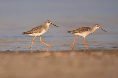 Spotted redshank - Tringa erythropus shorebird