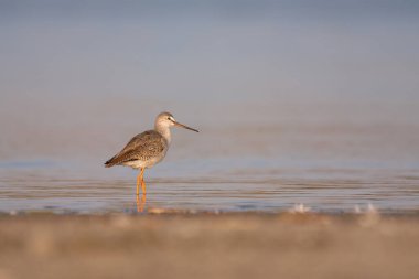 Spotted redshank - Tringa erythropus shorebird