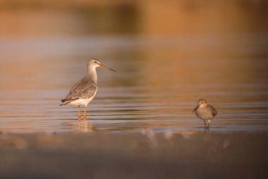 Spotted redshank - Tringa erythropus shorebird