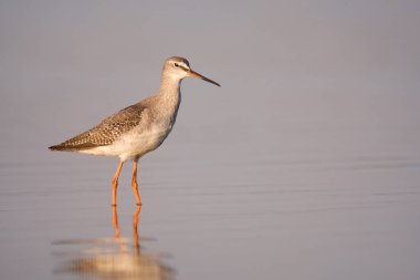 Spotted redshank - Tringa erythropus shorebird