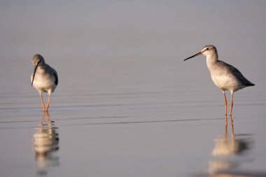 Spotted redshank - Tringa erythropus shorebird