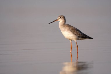 Spotted redshank - Tringa erythropus shorebird
