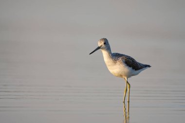 Genel yeşillik - gölde tringa nebularia