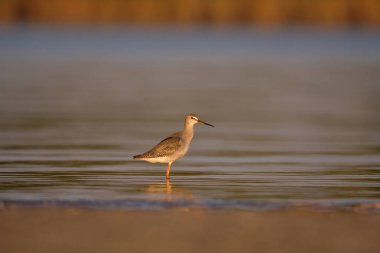 Spotted redshank - Tringa erythropus shorebird