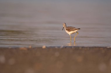 Genel yeşillik - gölde tringa nebularia