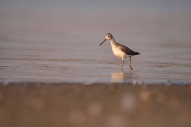 Genel yeşillik - gölde tringa nebularia