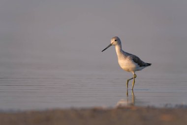 Genel yeşillik - gölde tringa nebularia