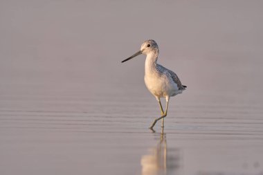 Genel yeşillik - gölde tringa nebularia