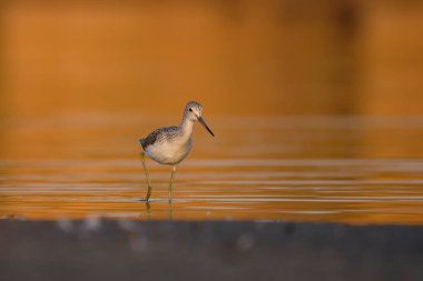 Genel yeşillik - gölde tringa nebularia