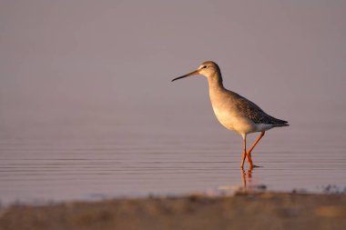 Spotted redshank - Tringa erythropus shorebird