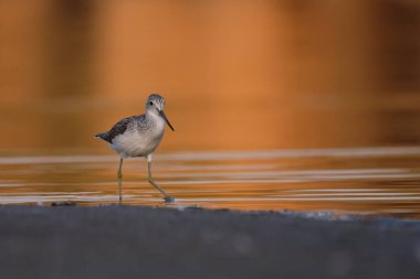 Genel yeşillik - gölde tringa nebularia