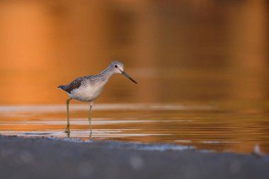Genel yeşillik - gölde tringa nebularia