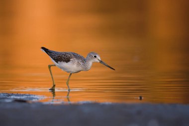 Genel yeşillik - gölde tringa nebularia