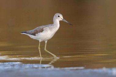 Genel yeşillik - gölde tringa nebularia